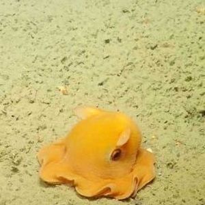 Meet your Posher, Autumn